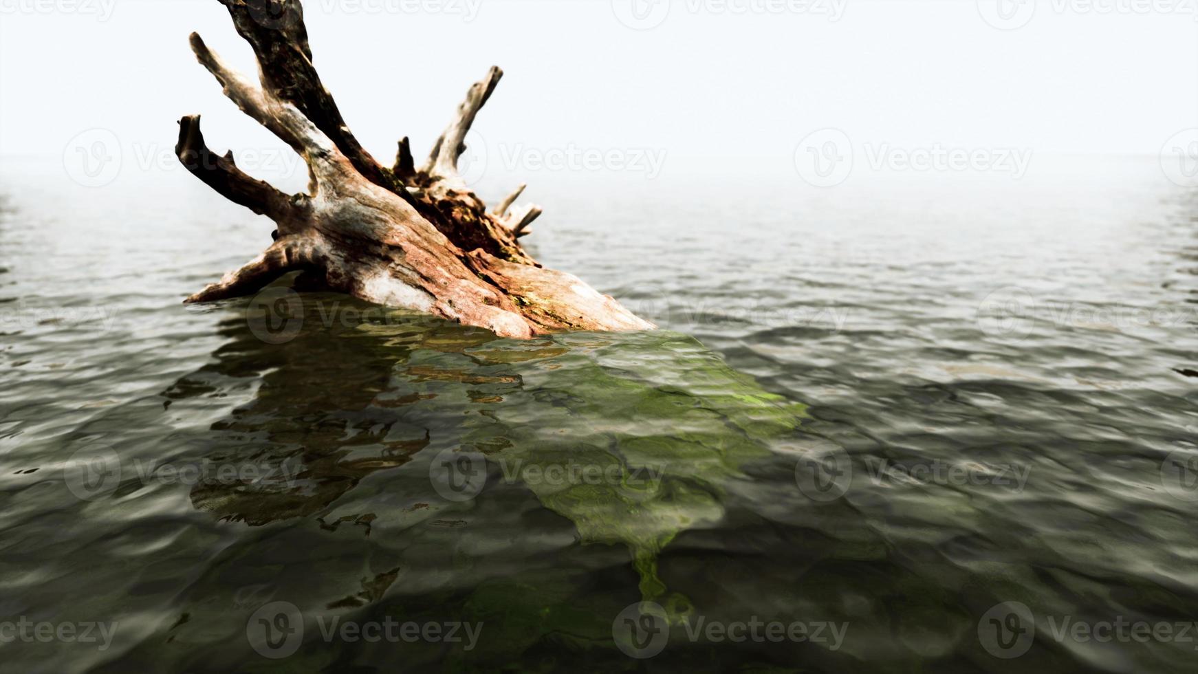 dead oak tree in the Atlantic Ocean water photo