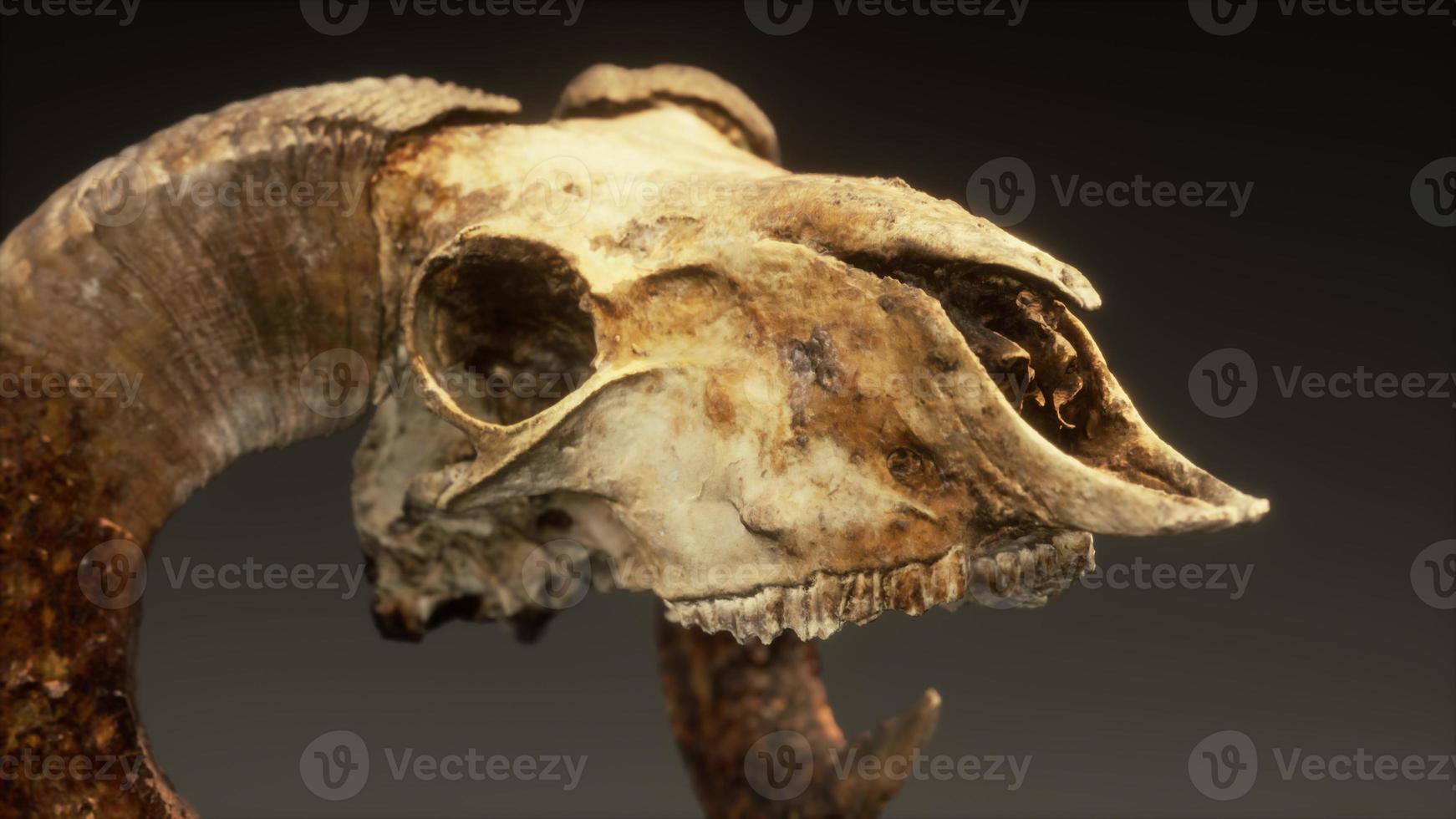 large old ram skull rotate photo