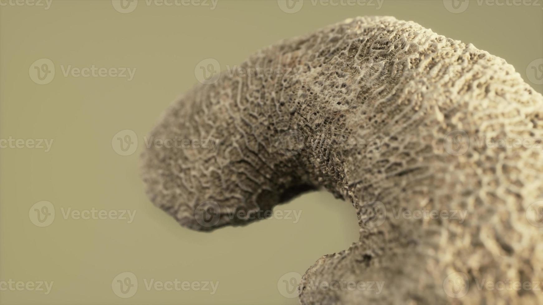 big white coral fossil closeup photo