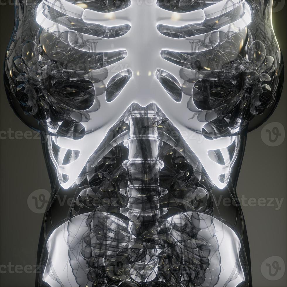 Transparent Human Body with Visible Bones photo