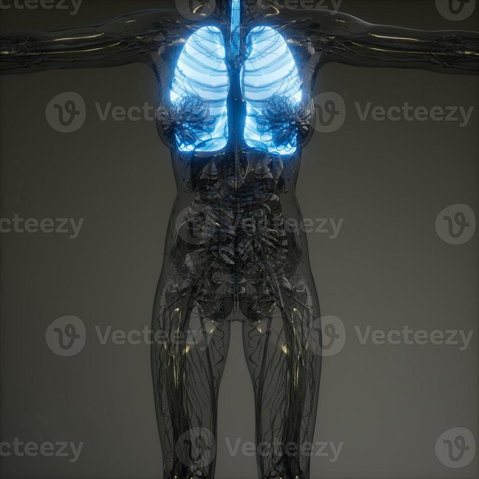 Human Lungs Radiology Exam photo