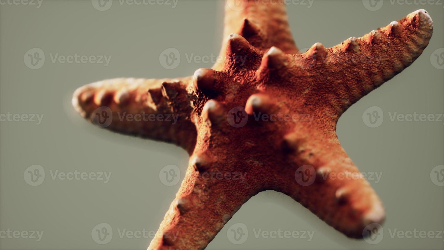 dead dry yellow starfish souvenir photo