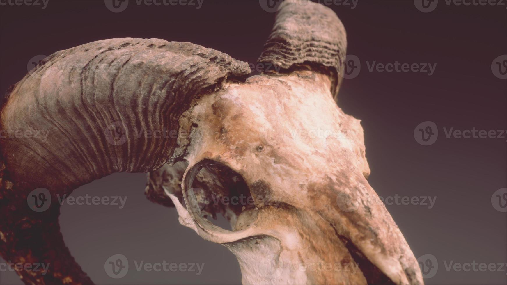 large old ram skull rotate photo