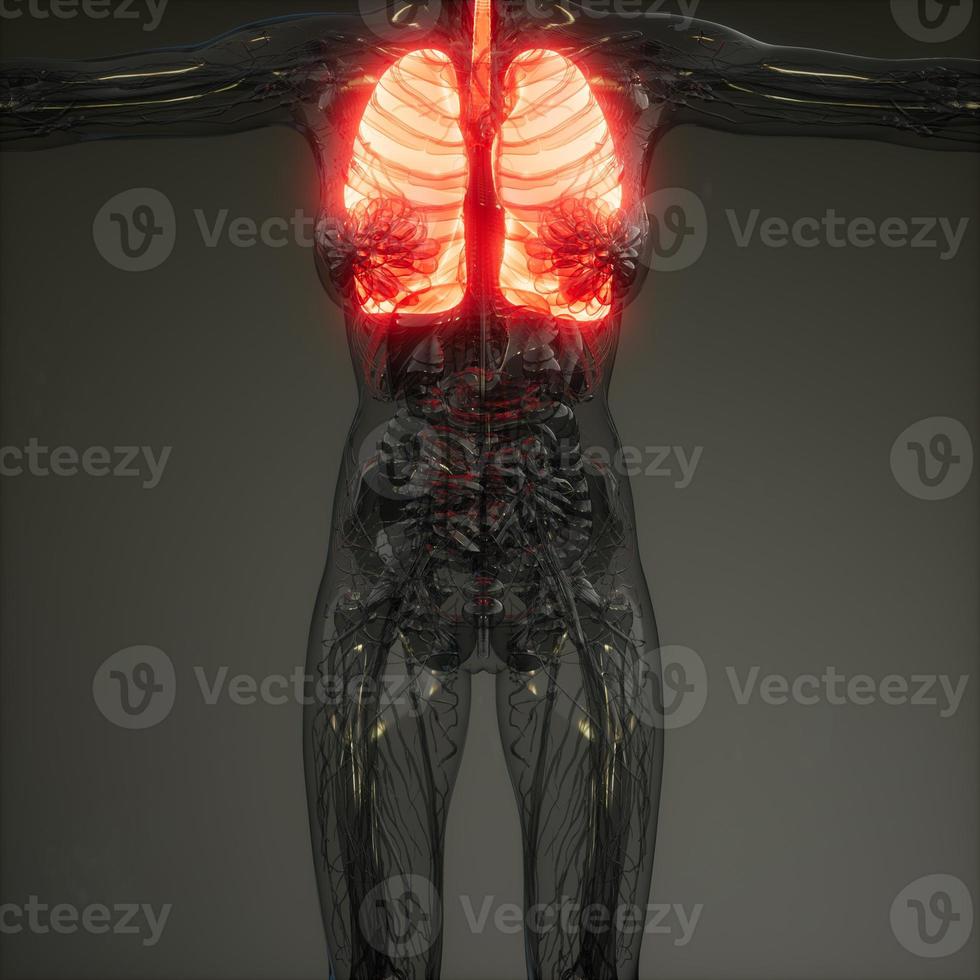 examen de radiología de pulmones humanos foto