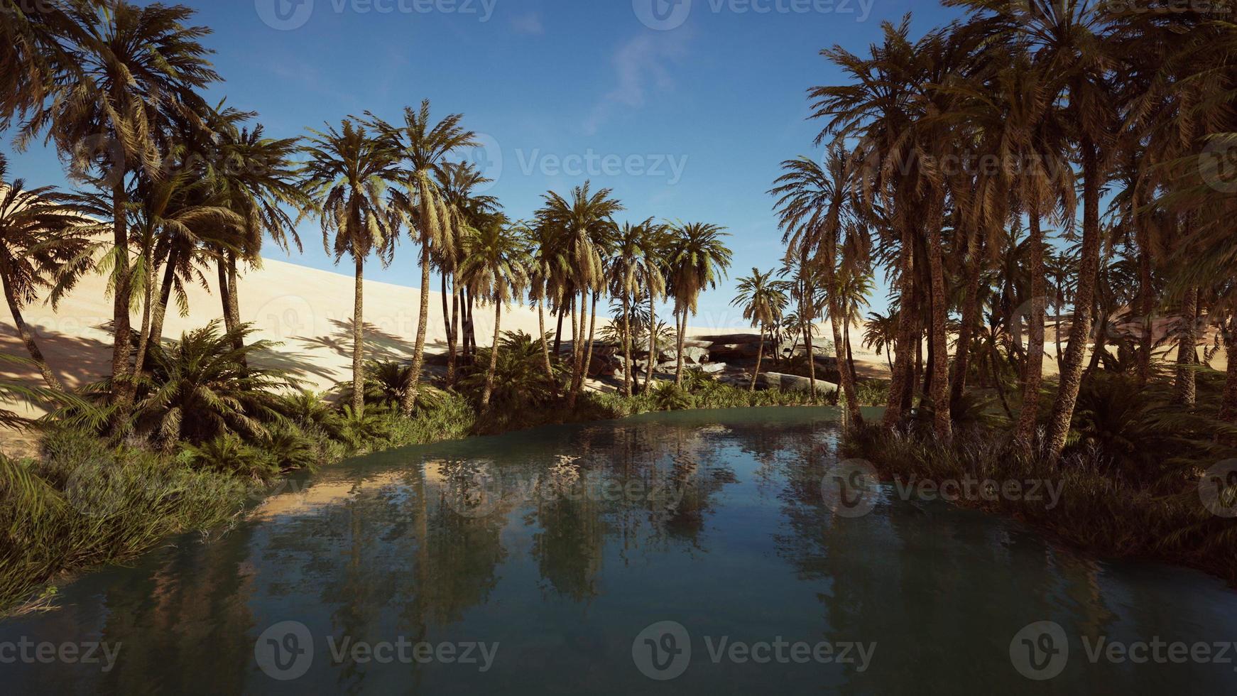 pond and palm trees in desert oasis photo