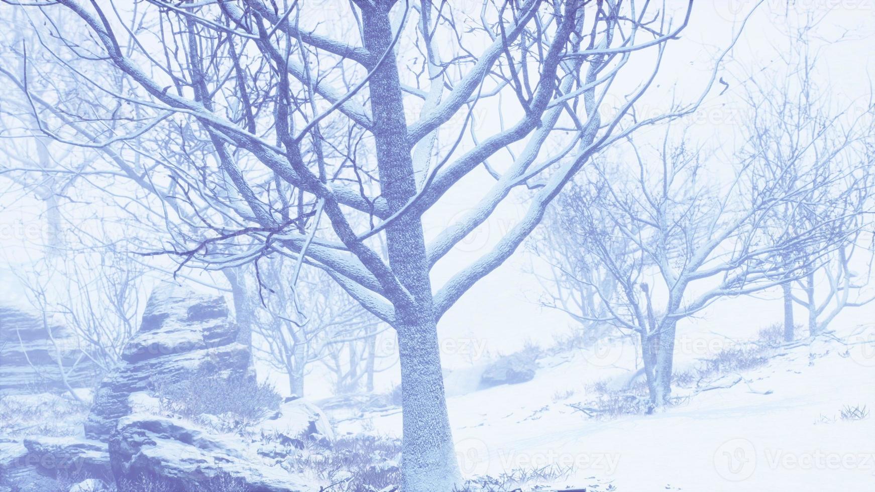 winter deciduous forest on a foggy morning photo