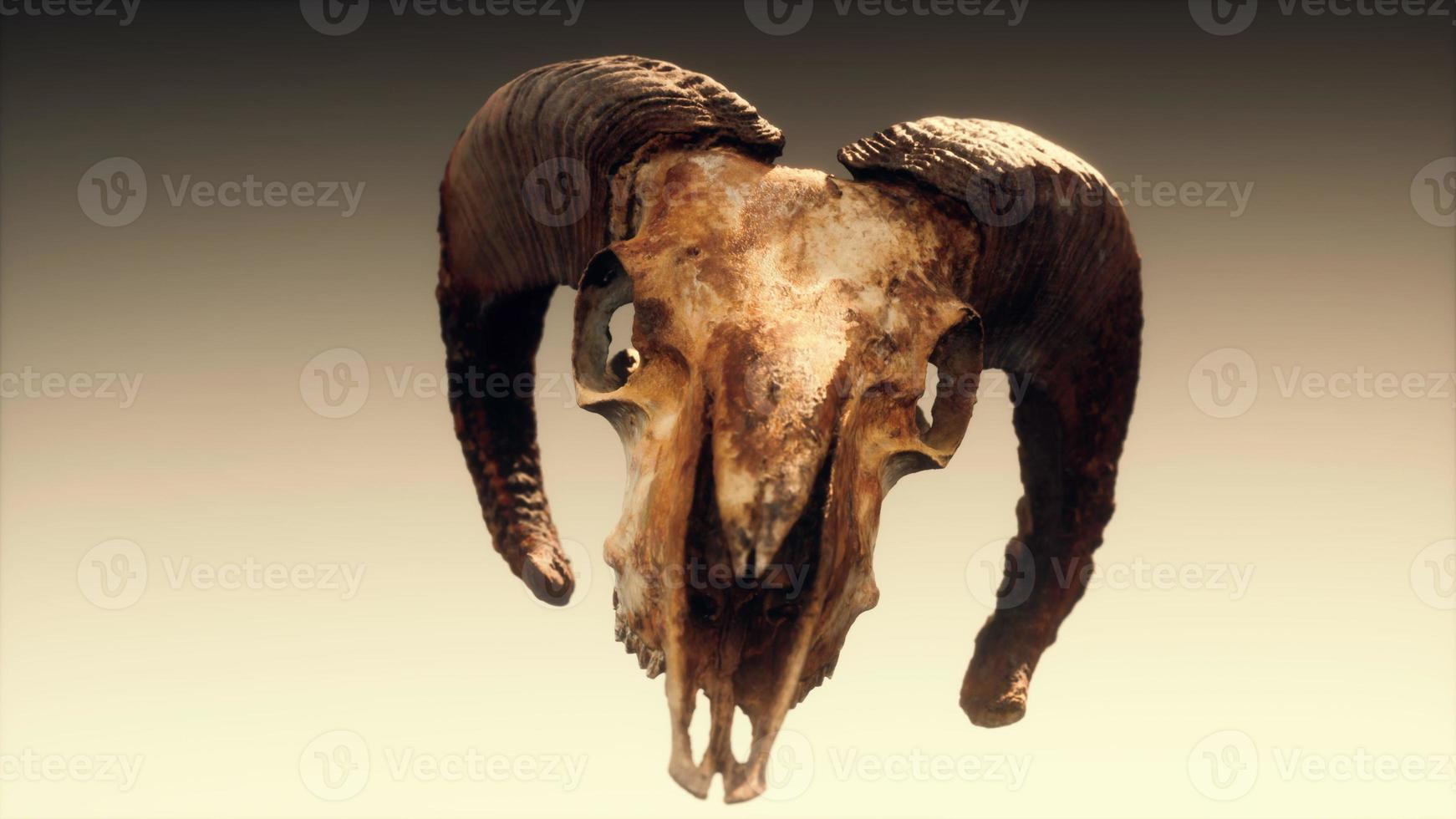 large old ram skull rotate photo