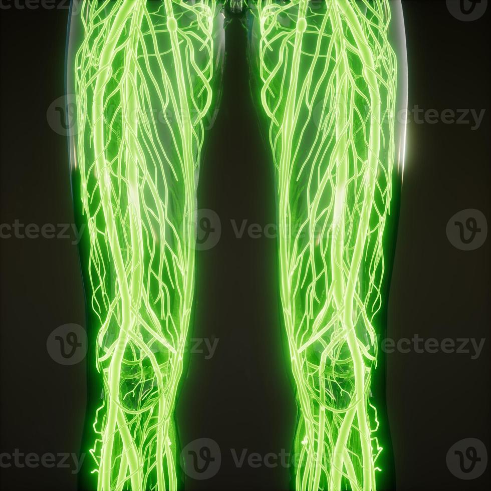 Blood Vessels of Human Body photo