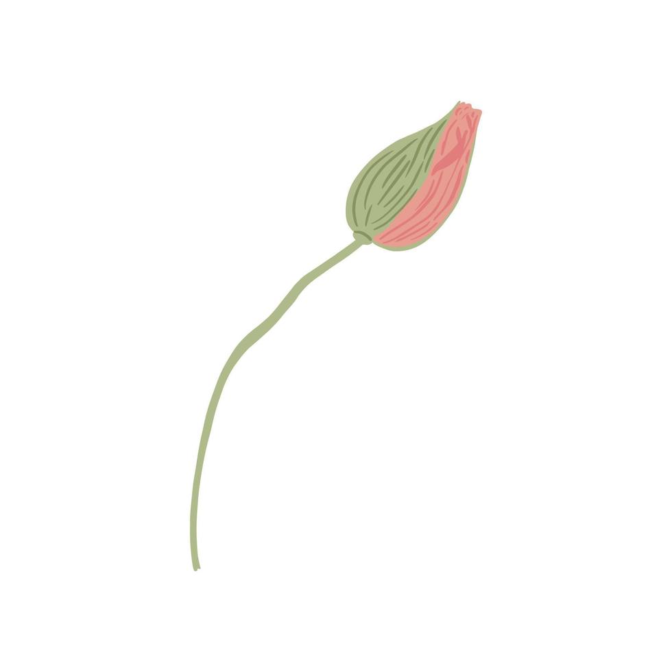 bub de amapola aislado sobre fondo blanco. flores de primavera rosa. hermosas plantas de verano en estilo garabato. vector