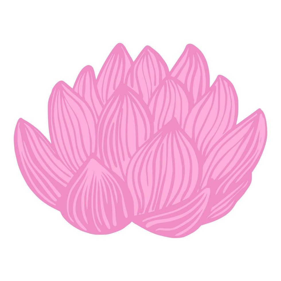 flor de loto rosa aislada sobre fondo blanco. capullo botánico de boceto abstracto en estilo garabato. vector