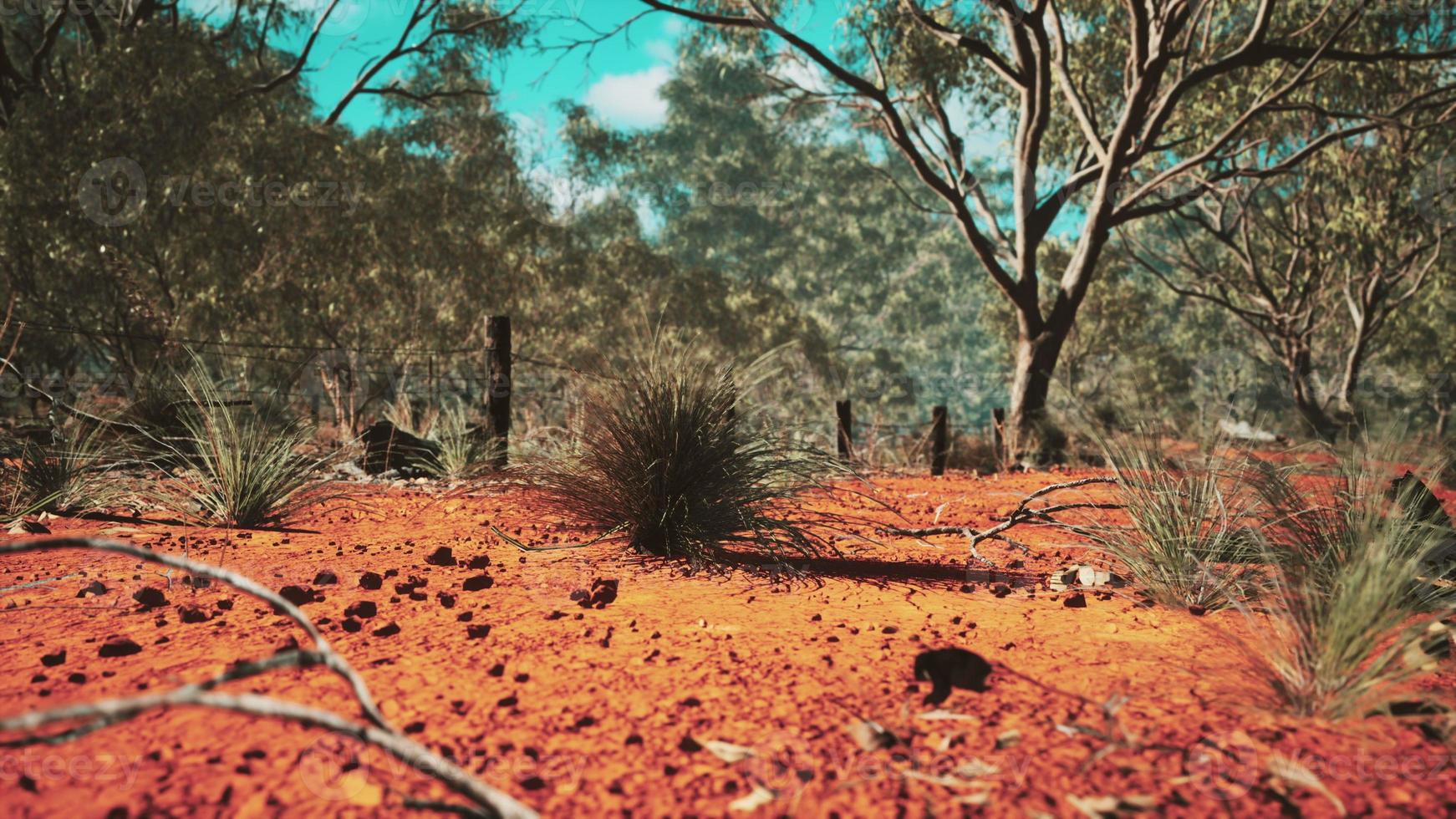 australian bush with trees on red sand photo