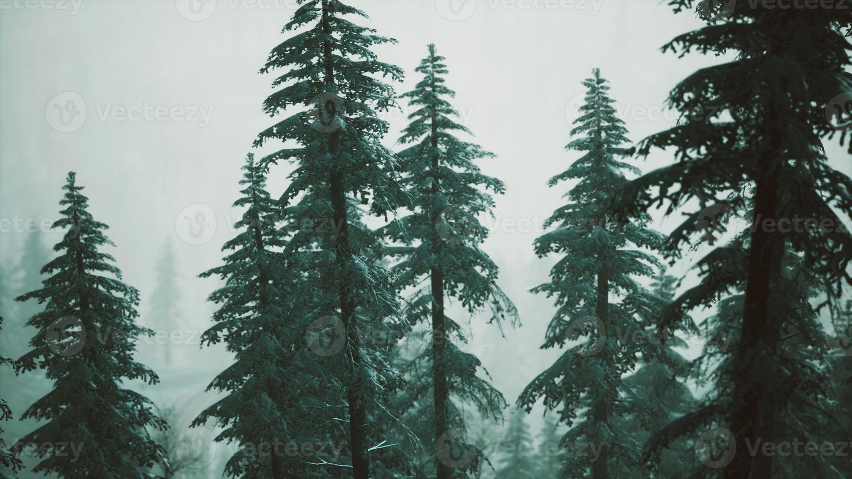 winter snow covered cone trees on mountainside photo