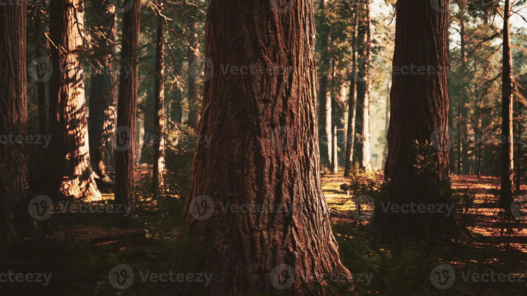 giant sequoias in the giant forest grove in the Sequoia National Park photo