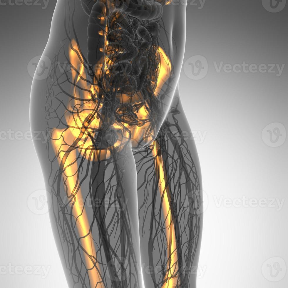 science anatomy of human body in x-ray with glow skeleton bones photo