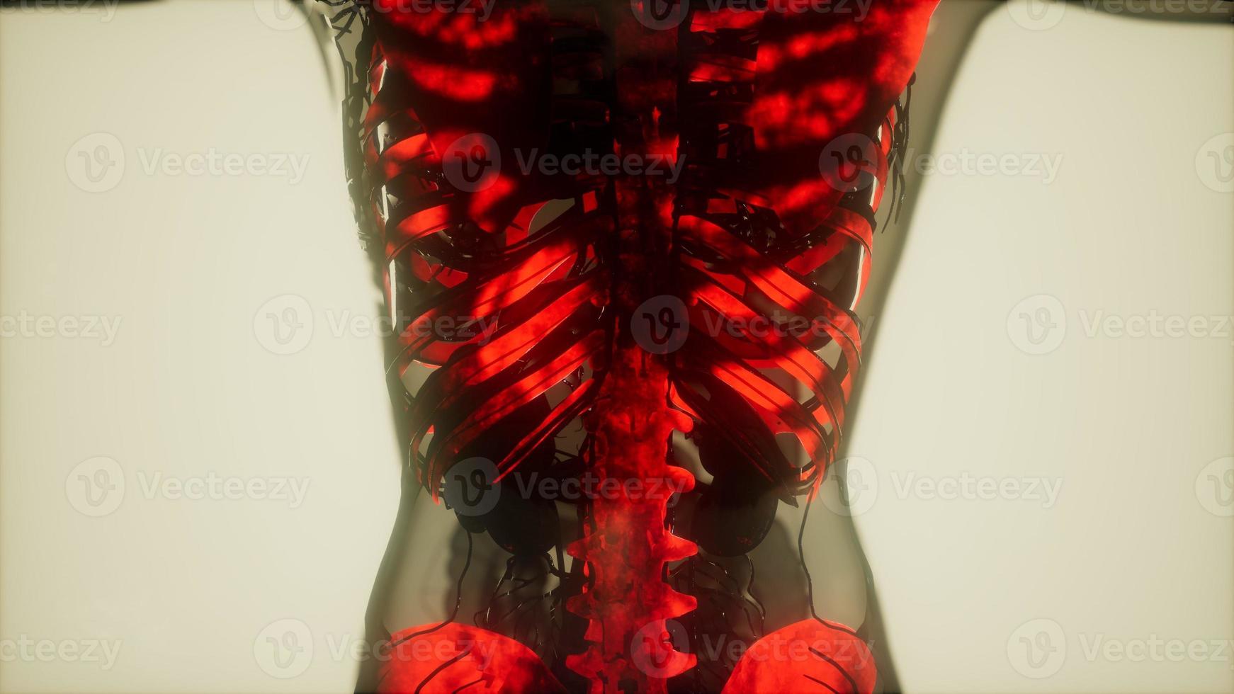 human skeleton bones scan glowing photo