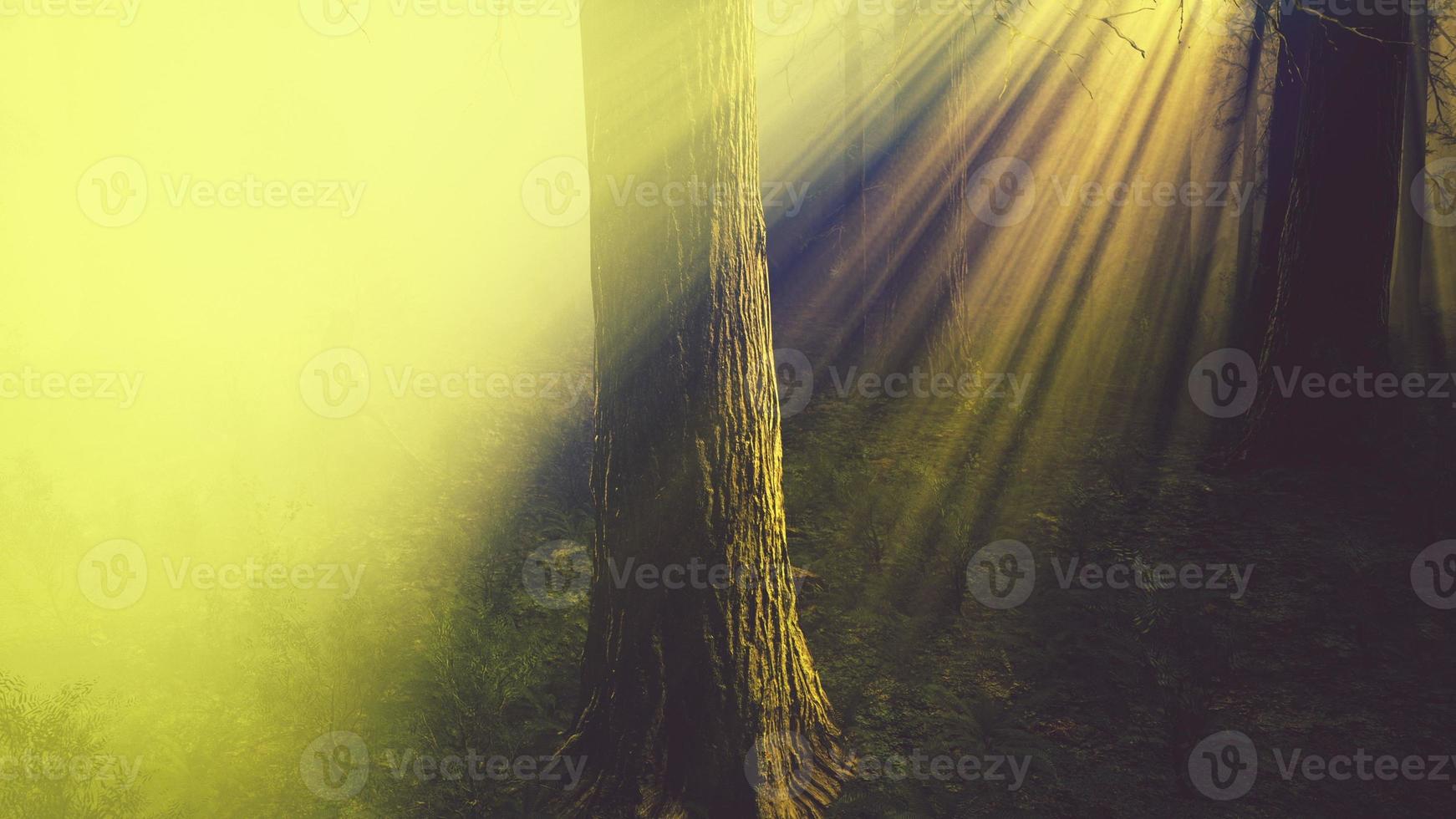 marvelous scenery of the coniferous forest at the end of autumn photo