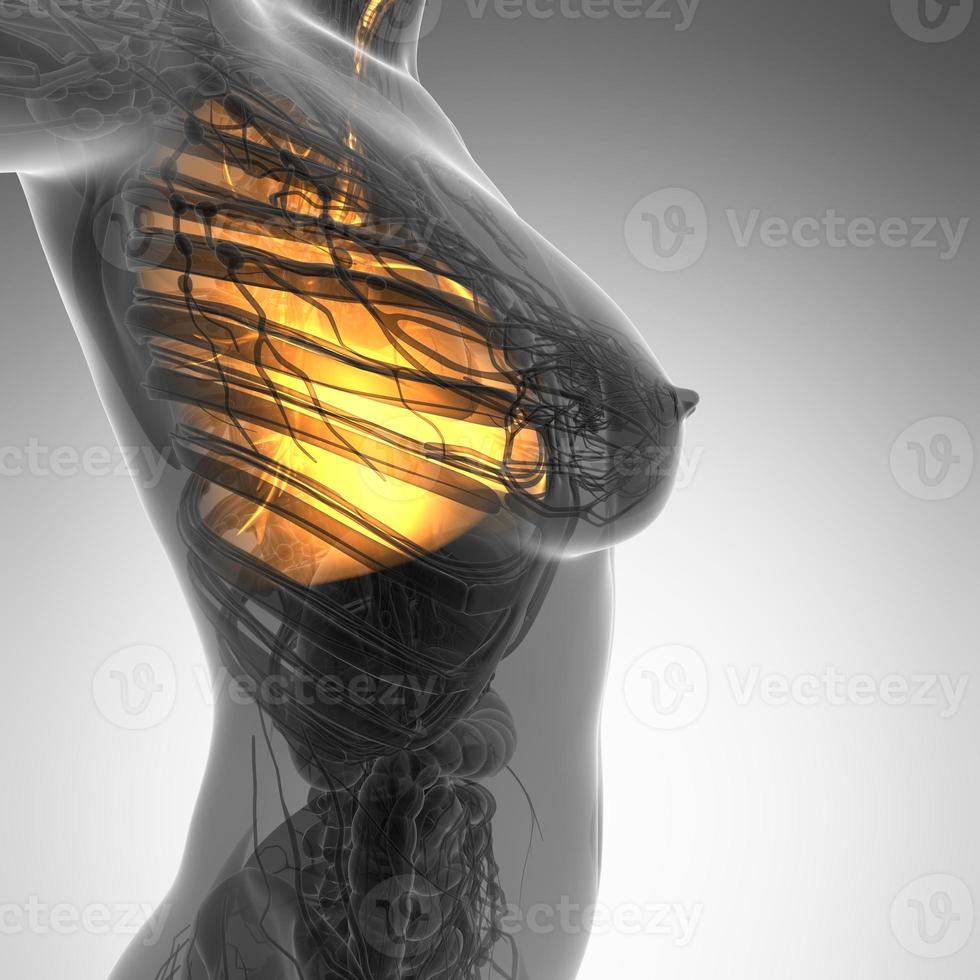 science anatomy of woman body with glow lungs photo