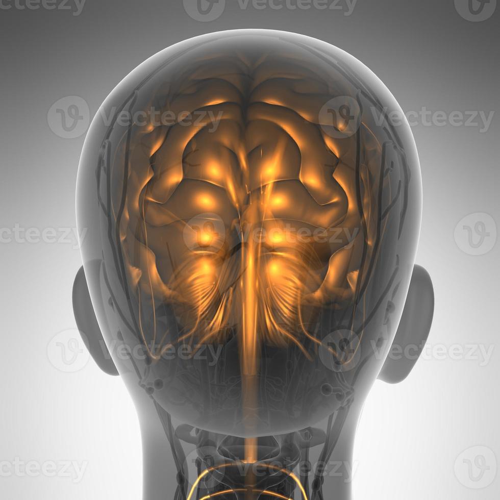 ciencia anatomía del cerebro humano en rayos x foto