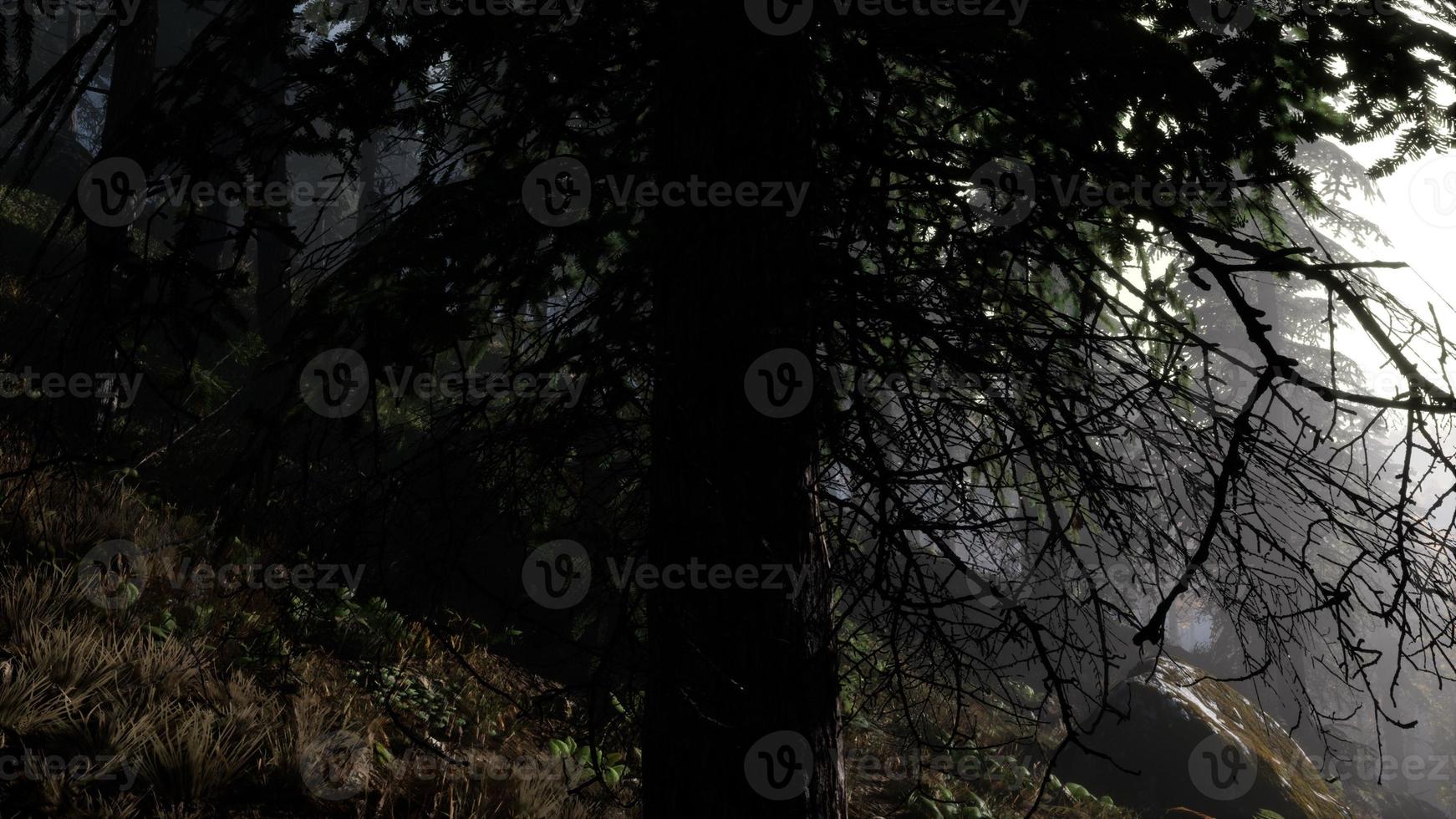 Calm moody forest in misty fog in the morning photo