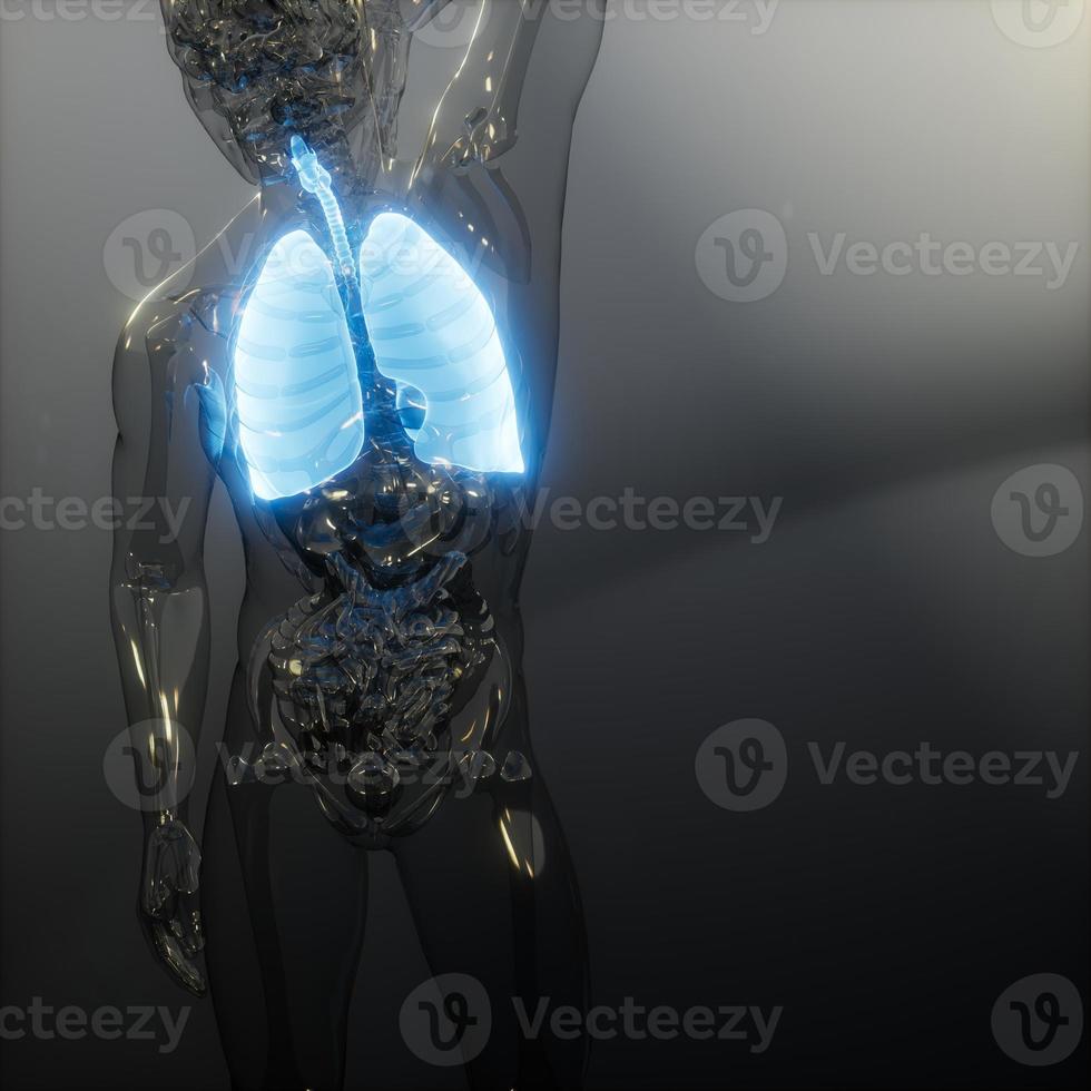 Human Lungs Radiology Exam photo
