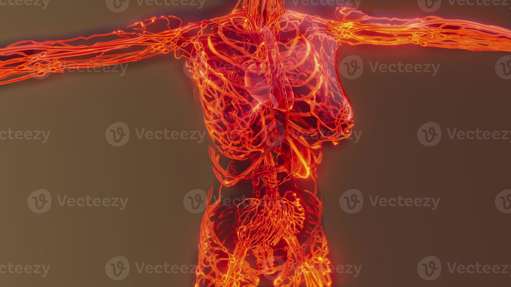 Human Circulatory System Medical scan photo