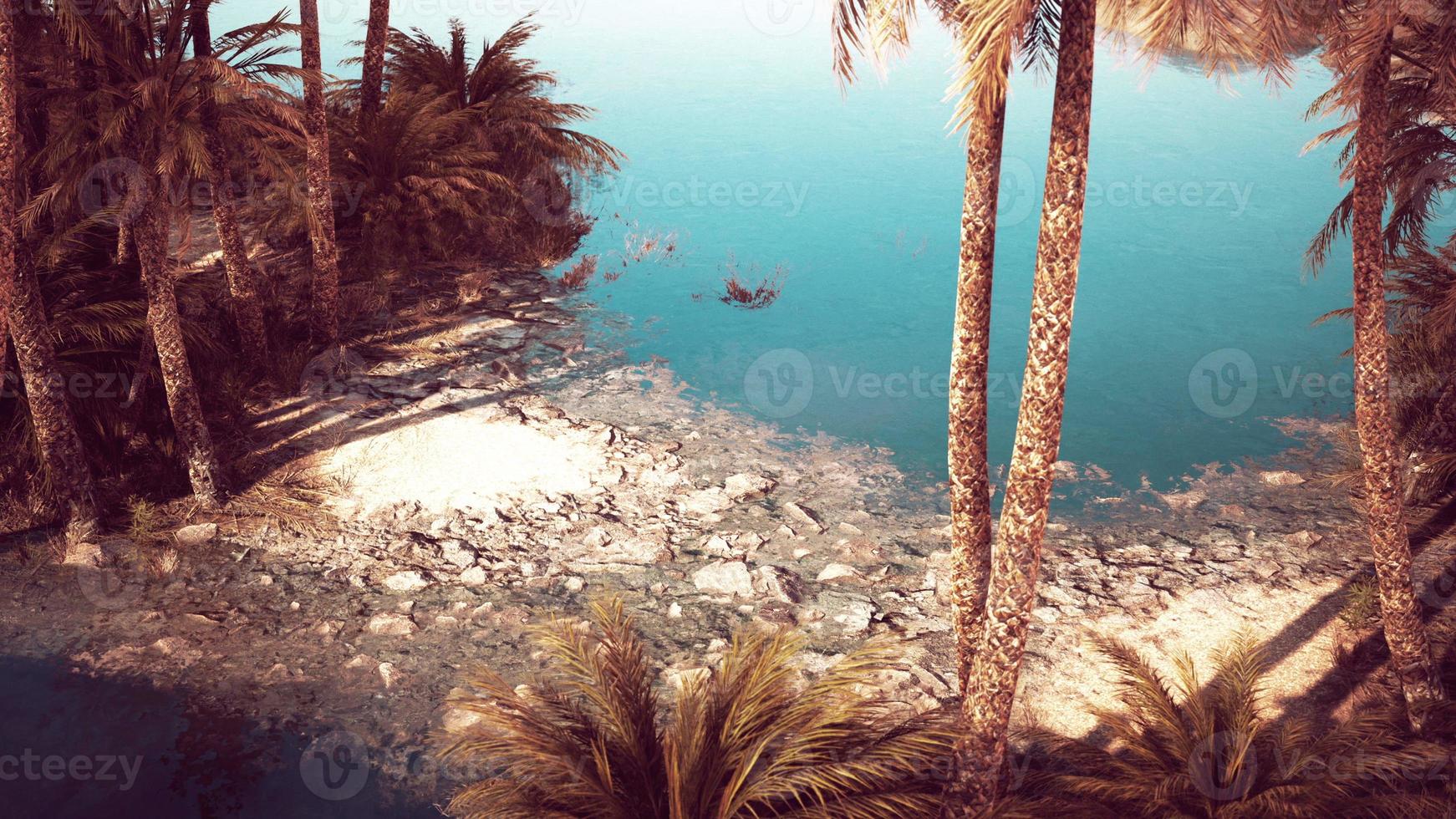 pond and palm trees in desert oasis photo