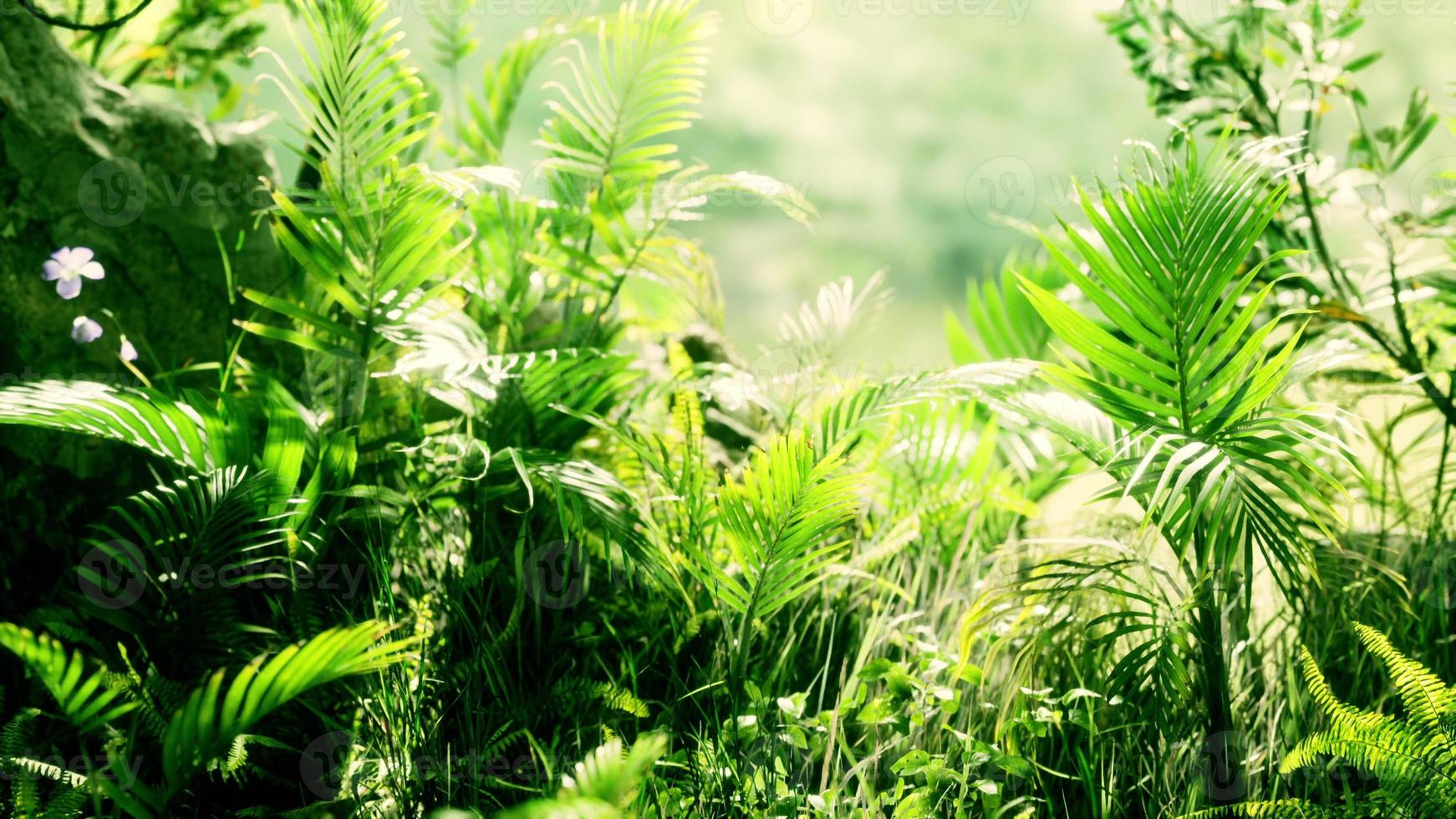 close up jungle grass and plants photo