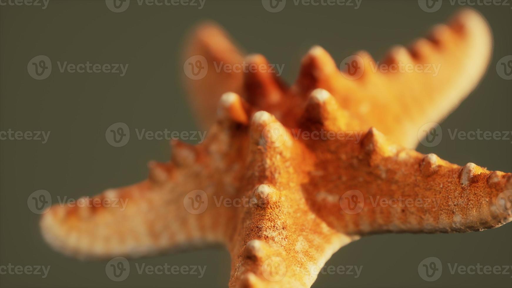 dead dry yellow starfish souvenir photo