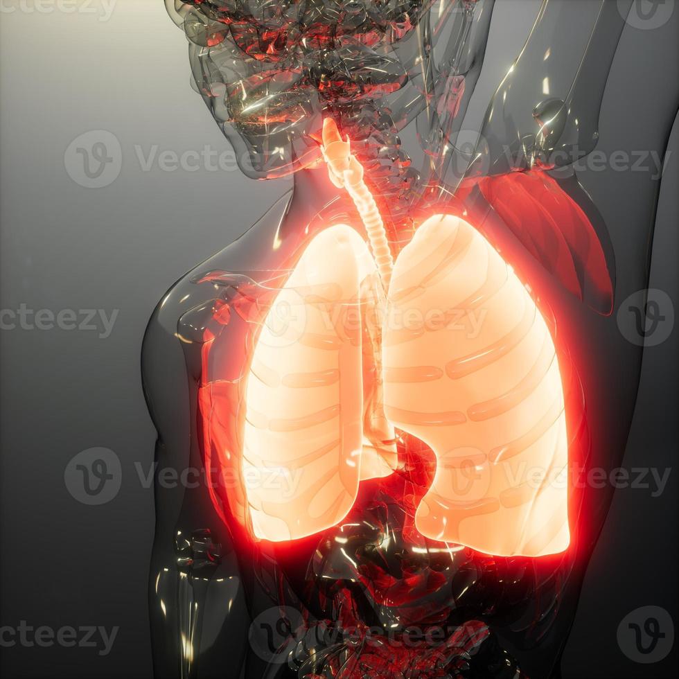 examen de radiología de pulmones humanos foto