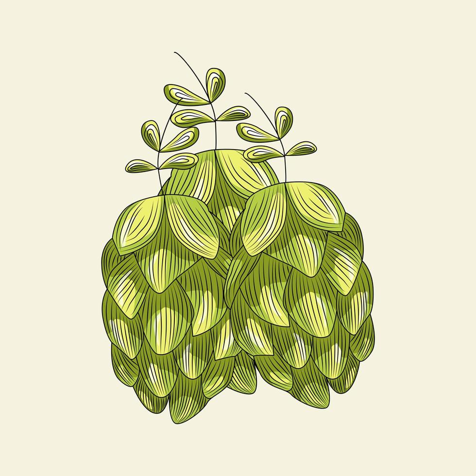 Green hops for brewing isolated on light background. Hand drawn hops herb. vector