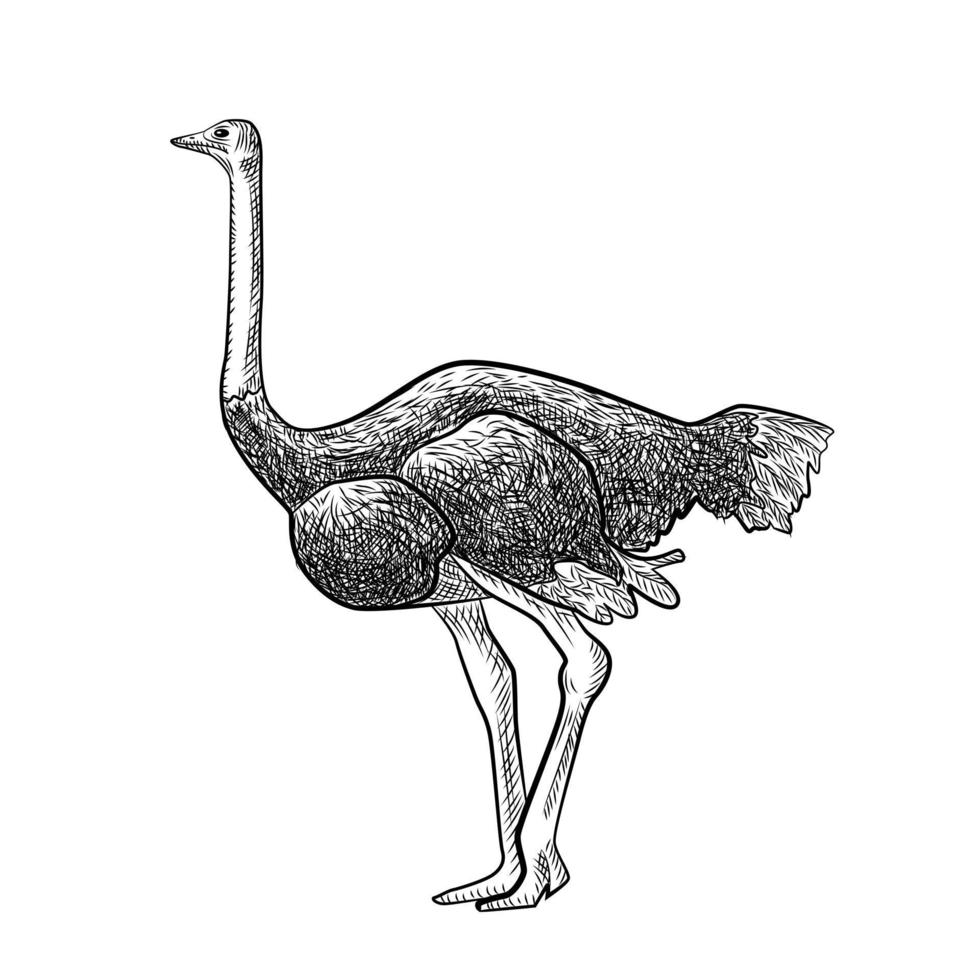 avestruz aislado sobre fondo blanco. esbozar un gran pájaro gráfico de la sabana en estilo grabado. vector
