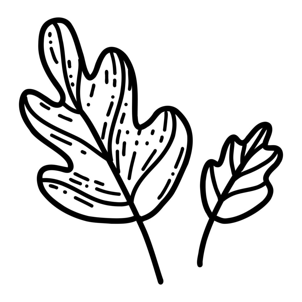 Doodle oak leaf. Vector illustration of linear leaves