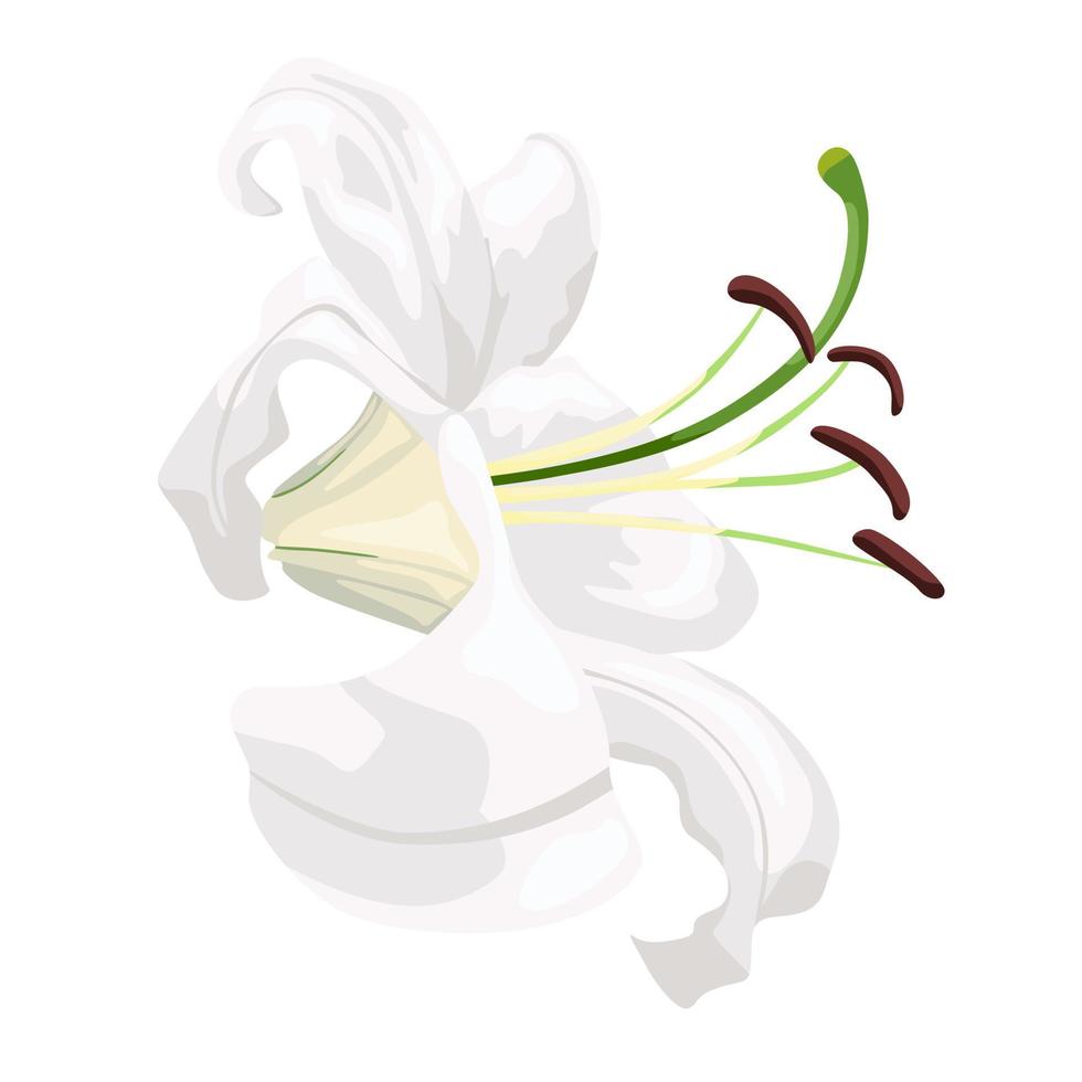 White lily isolated on white background. Beautiful wedding flower. vector