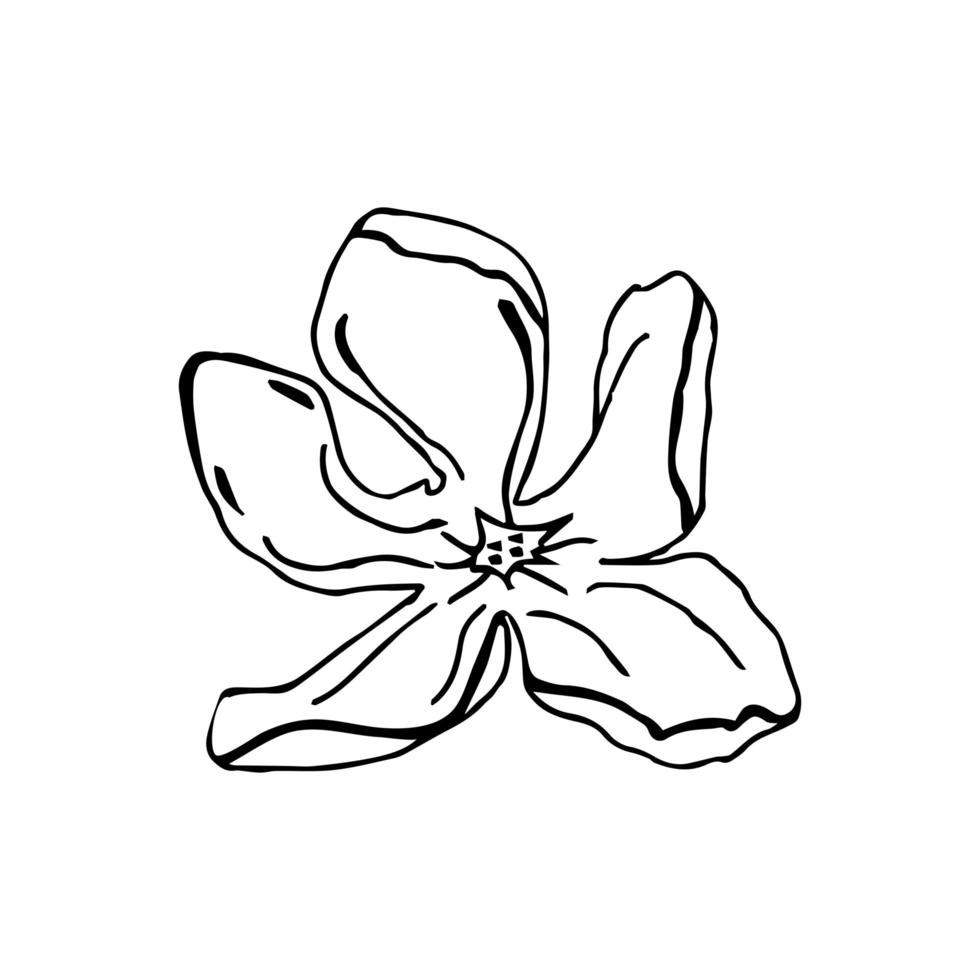 cabeza de flor de magnolia, elementos dibujados a mano para el diseño de la tarjeta de boda e invitación.aislar sobre fondo blanco vector