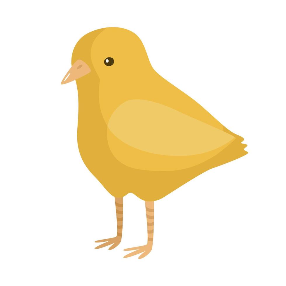 lindo pollito aislado sobre fondo blanco. divertido personaje de dibujos animados granja color amarillo. vector