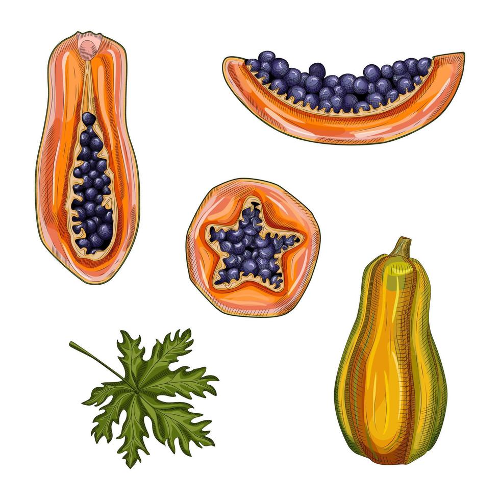 conjunto de papaya madura. frutas de verano de papaya dibujadas a mano. papaya entera, mitad y rebanada. vector