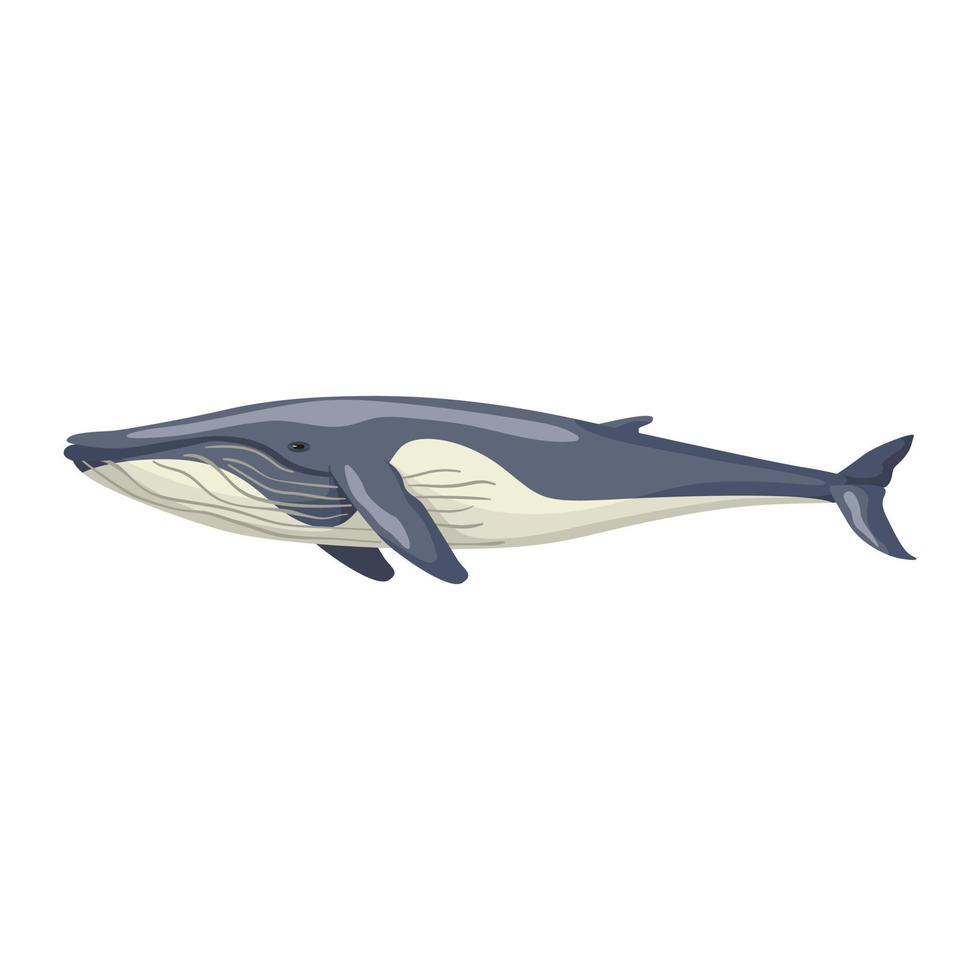 Fin whale isolated on white background. Cartoon character of ocean for children. Simple print with marine mammal. vector