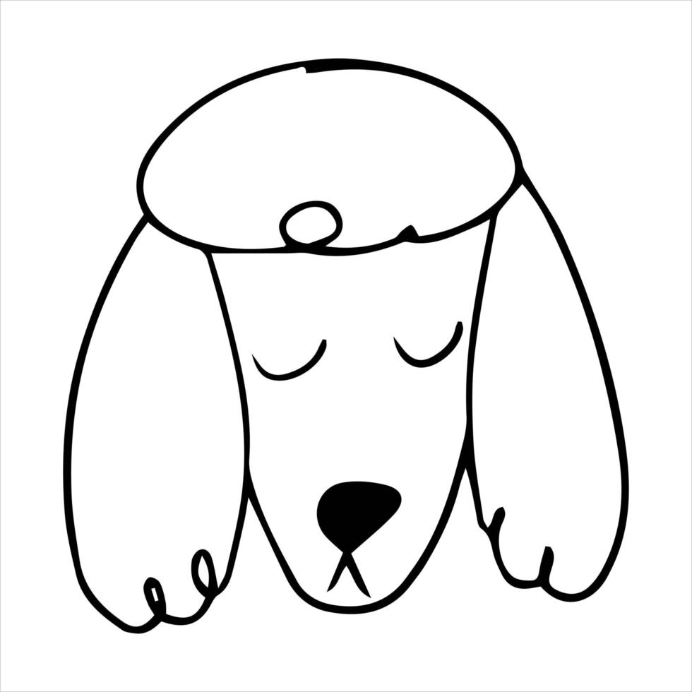 Vector portrait of a poodle dog in doodle cartoon style. Pet illustration in line art style