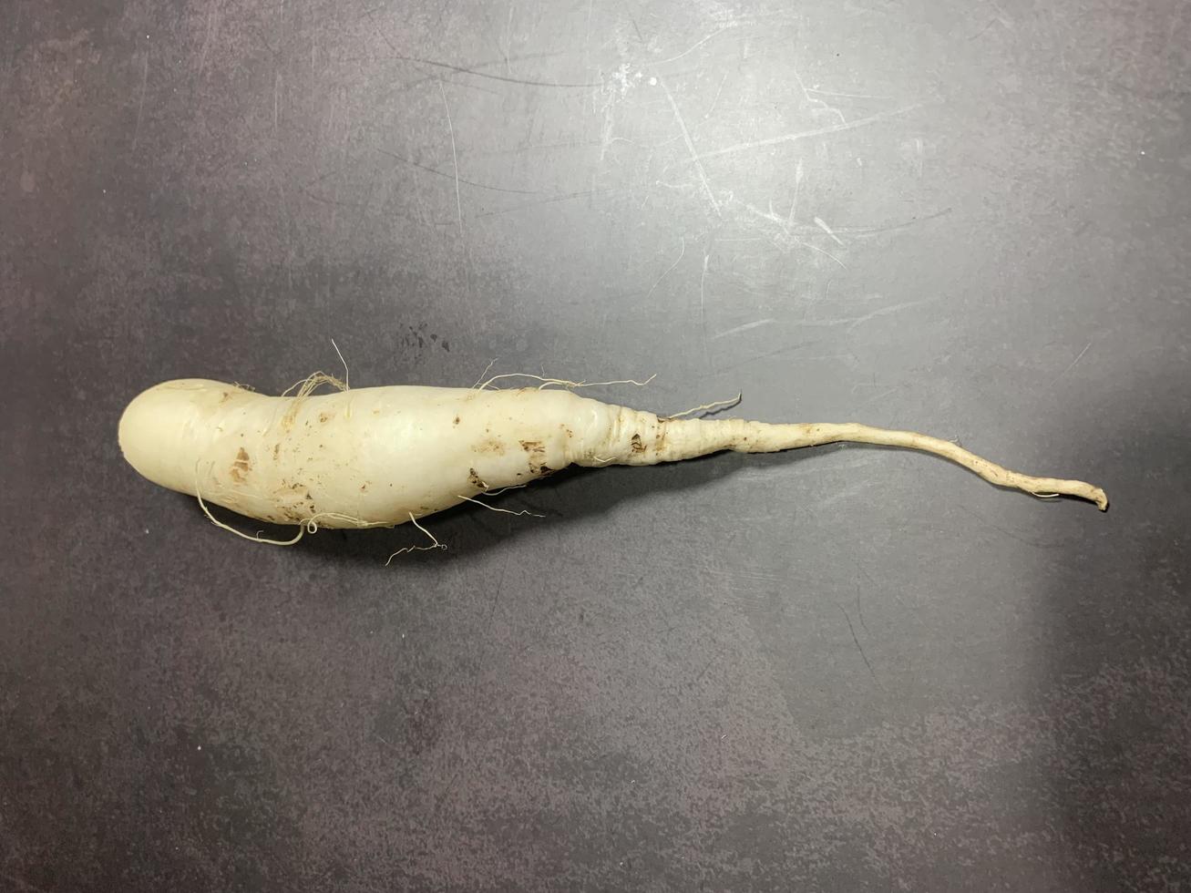 fresh white radish photo