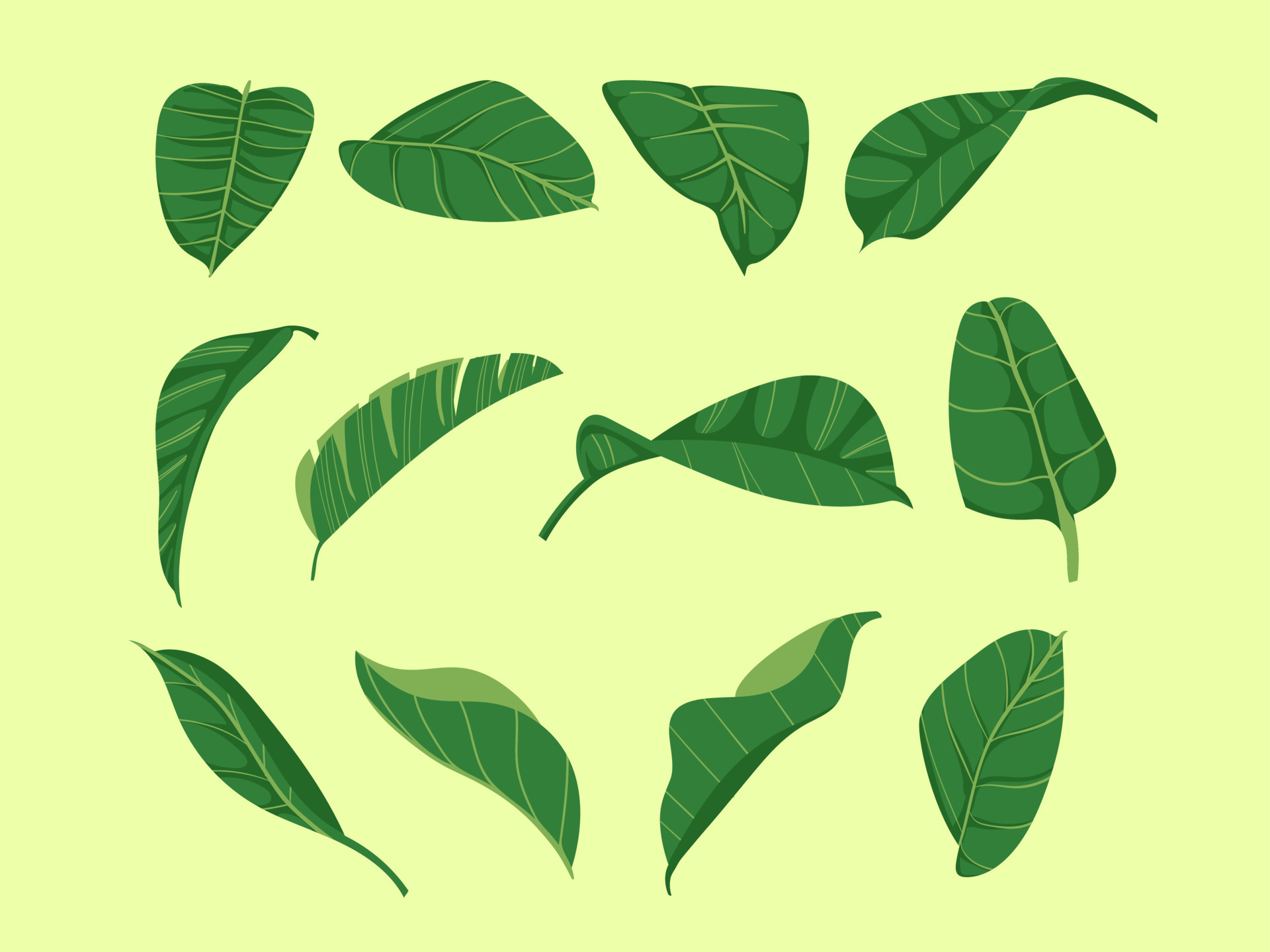 conjunto de imágenes prediseñadas de hojas de monstera. colección botánica  tropical de hojas de palma. 5640180 Vector en Vecteezy
