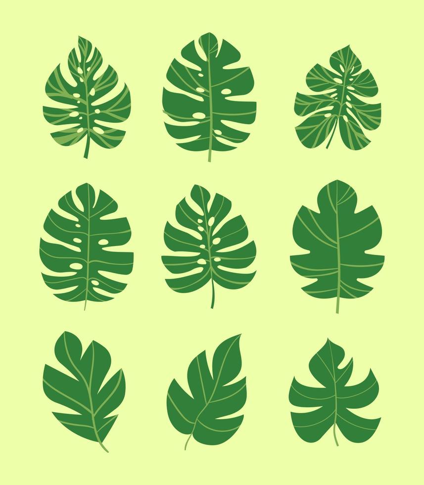 Set of monstera leaves clipart. Tropic botanical palm leaf collection. vector