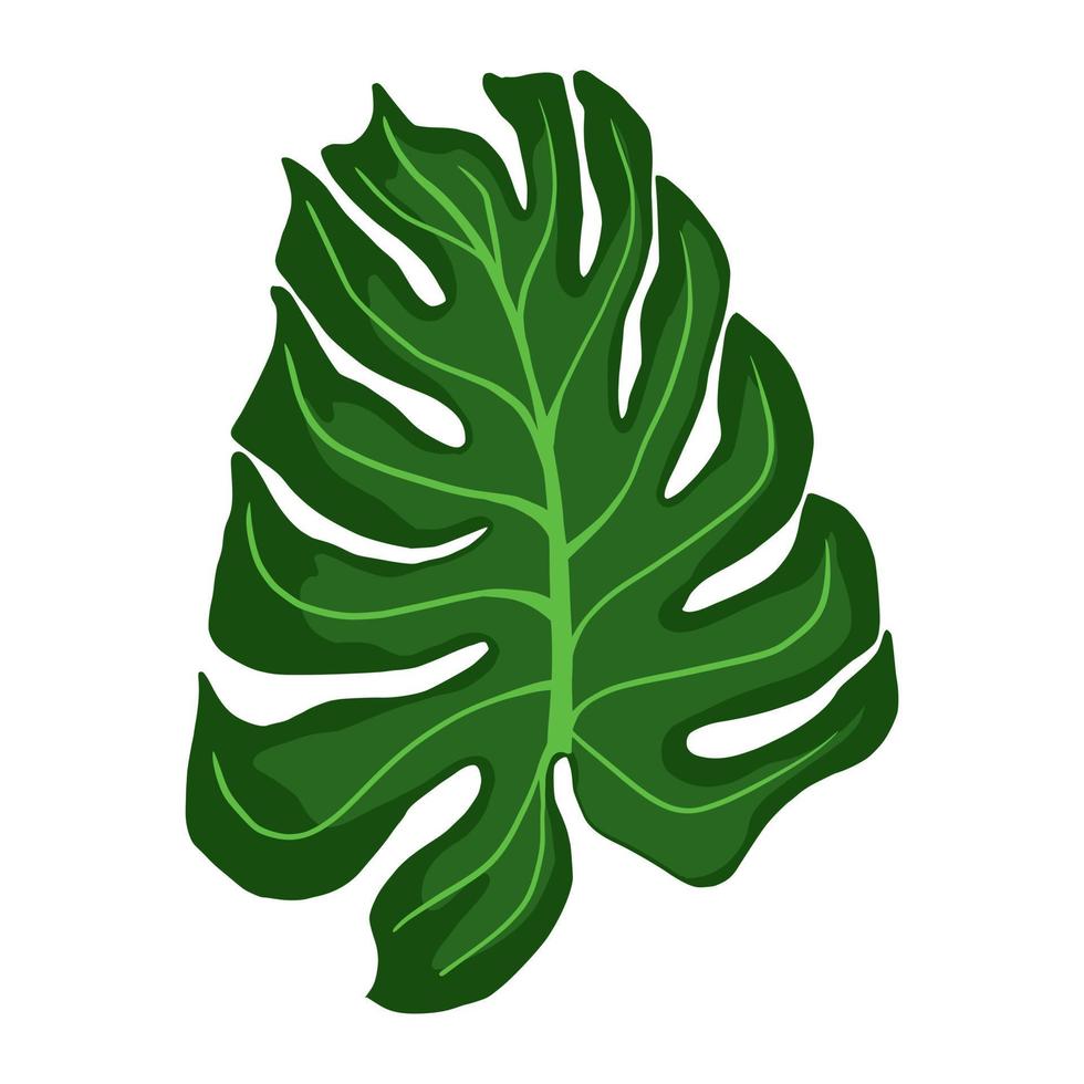 Monstera plant leaves. Tropical palm leaf vector