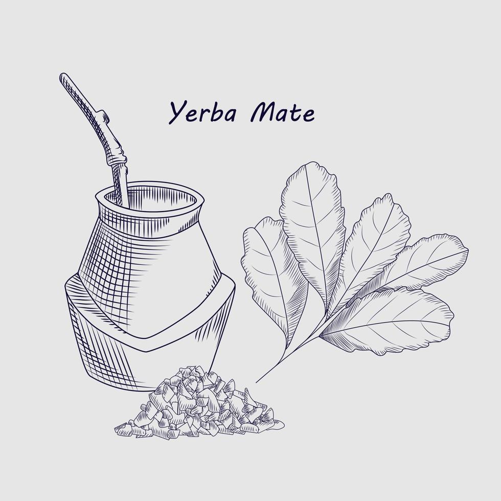 Concept of yerba mate drink isolated on background. vector