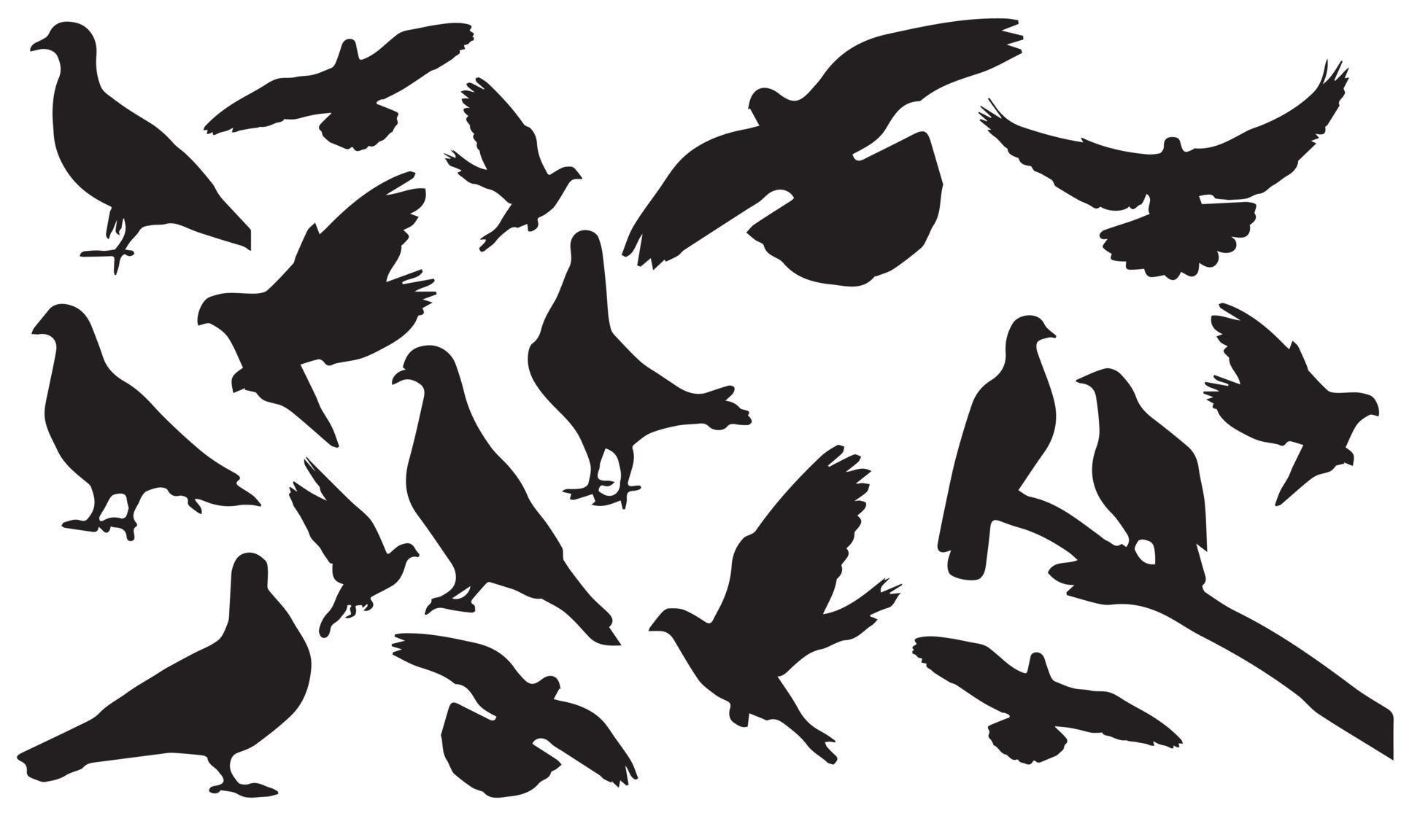 pigeon vector illustration design black and white collection 5641777