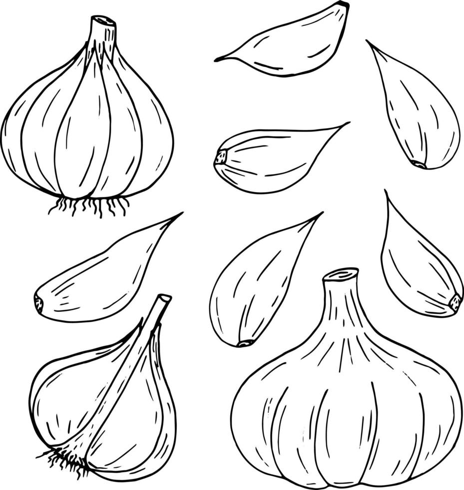 garlic set. icon, label, menu. sketch hand drawn doodle. vector monochrome minimalism. kitchen, food, spice.