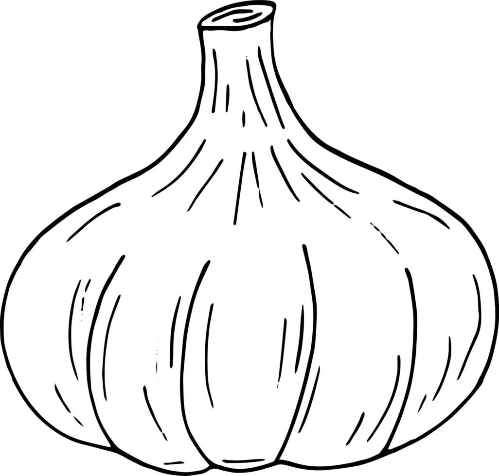 garlic. icon, label, menu. sketch hand drawn doodle. monochrome minimalism. plant, food, spice. vector