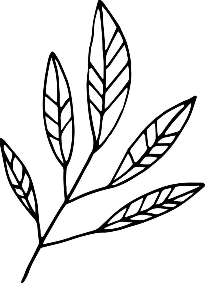 abstract leaves icon. hand drawn doodle. , scandinavian, nordic, minimalism, monochrome. plant, herbarium. vector