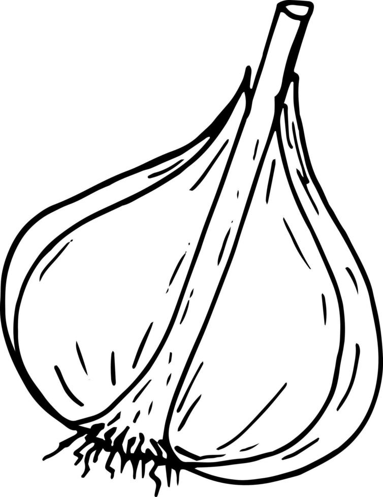 garlic half head. icon, label, menu. sketch hand drawn doodle. monochrome minimalism. plant, food, spice. vector