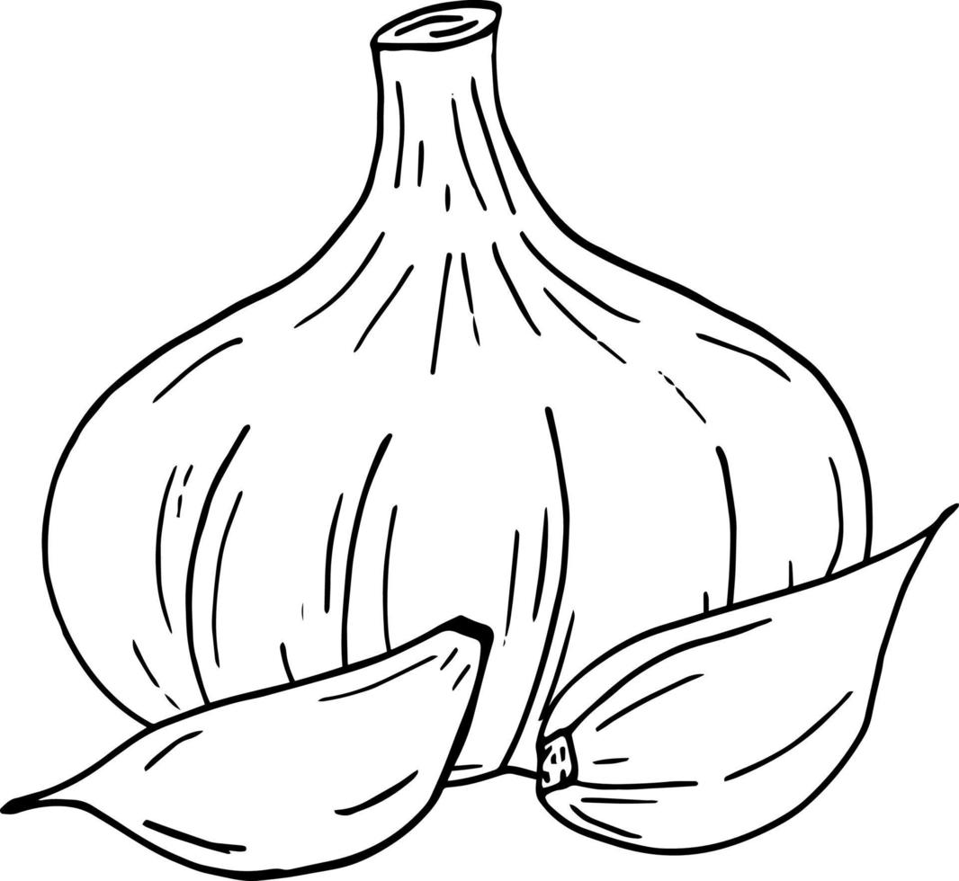 garlic. icon, label, menu. sketch hand drawn doodle. monochrome minimalism. food, spice. vector