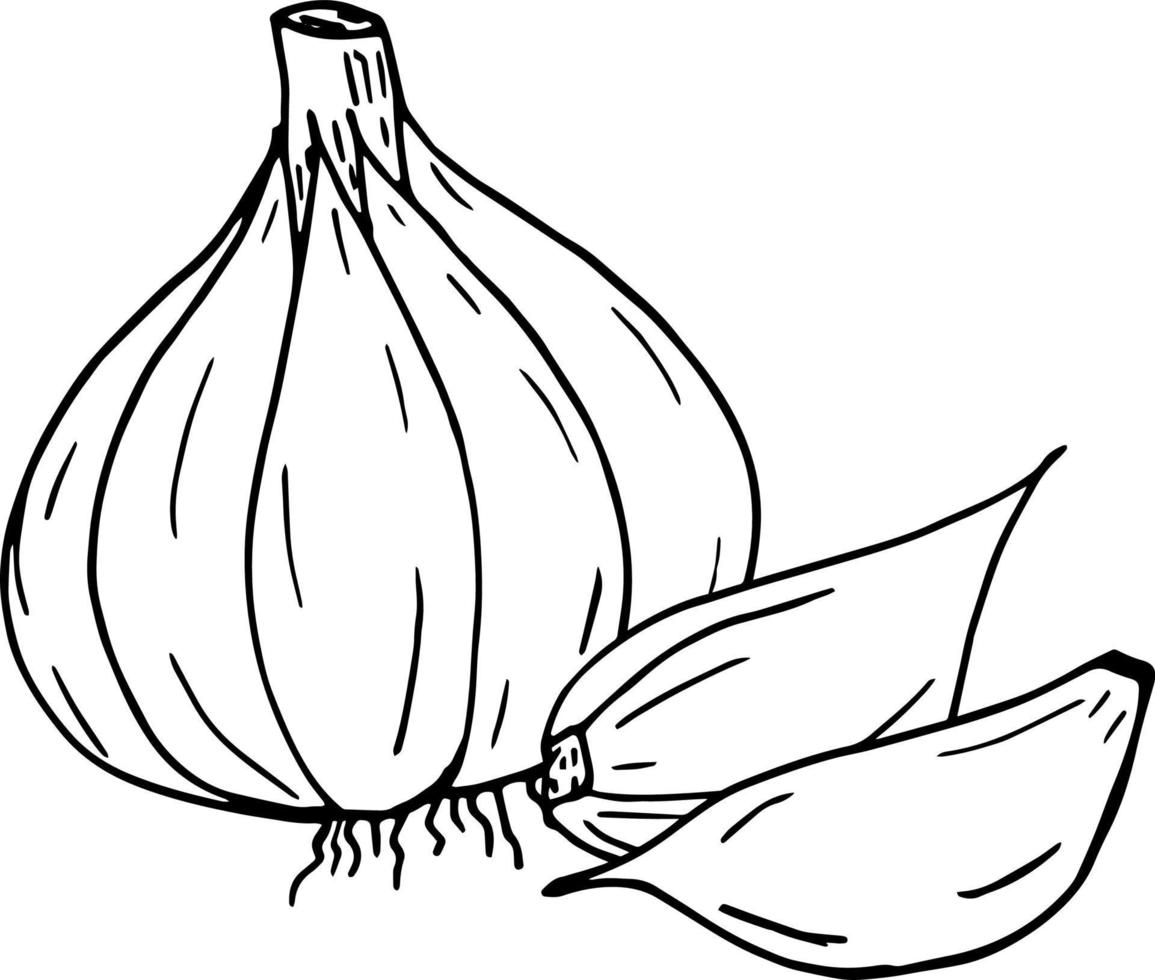 garlic. icon, label, menu. sketch hand drawn doodle. monochrome minimalism. food, spice. vector